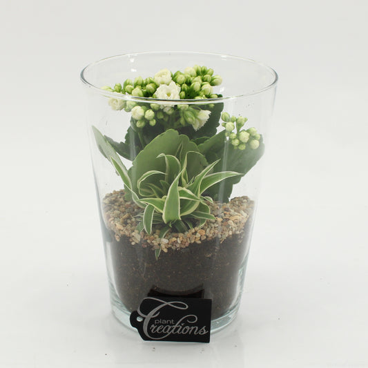 arr. Kamerplanten ESCR-2625W 20cm 14cm Pot