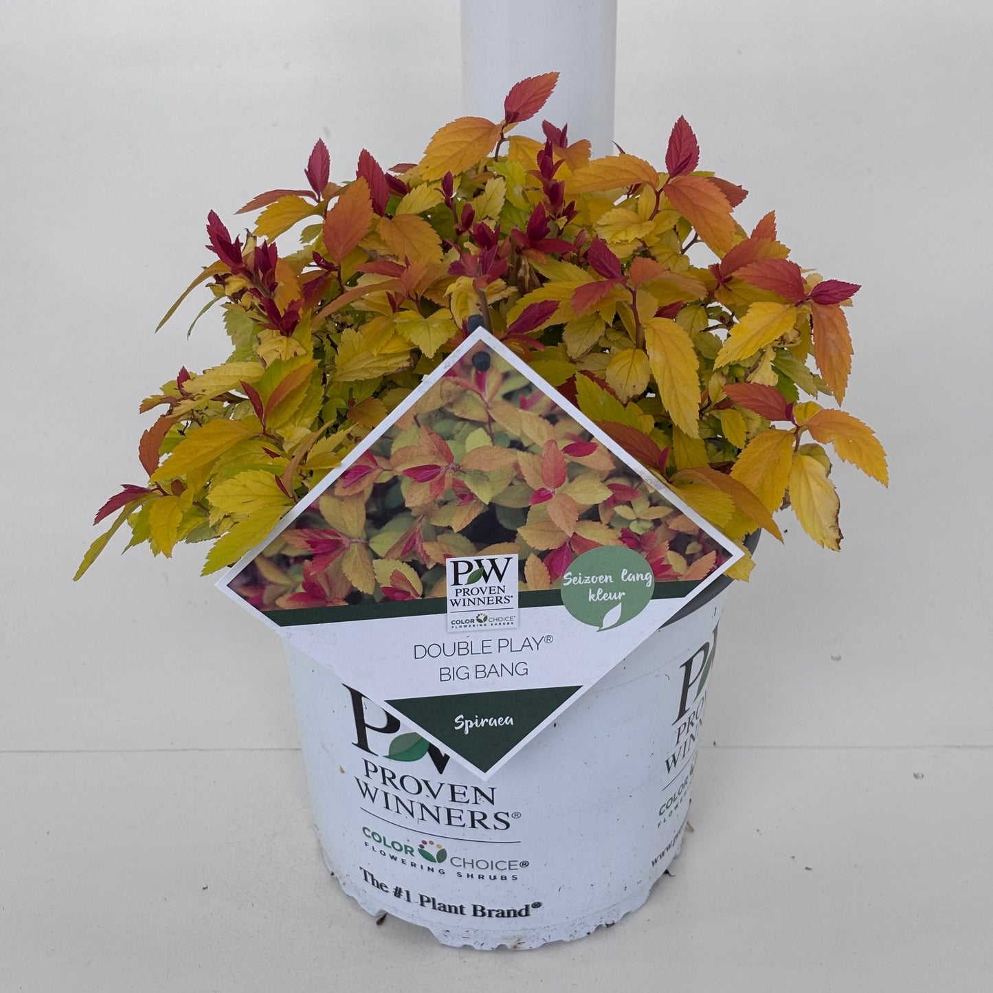 Spiraea japonica mix 20cm 19cm Pot