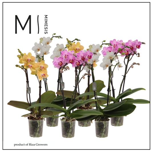 Phalaenopsis mf. mix 32cm 7cm Pot