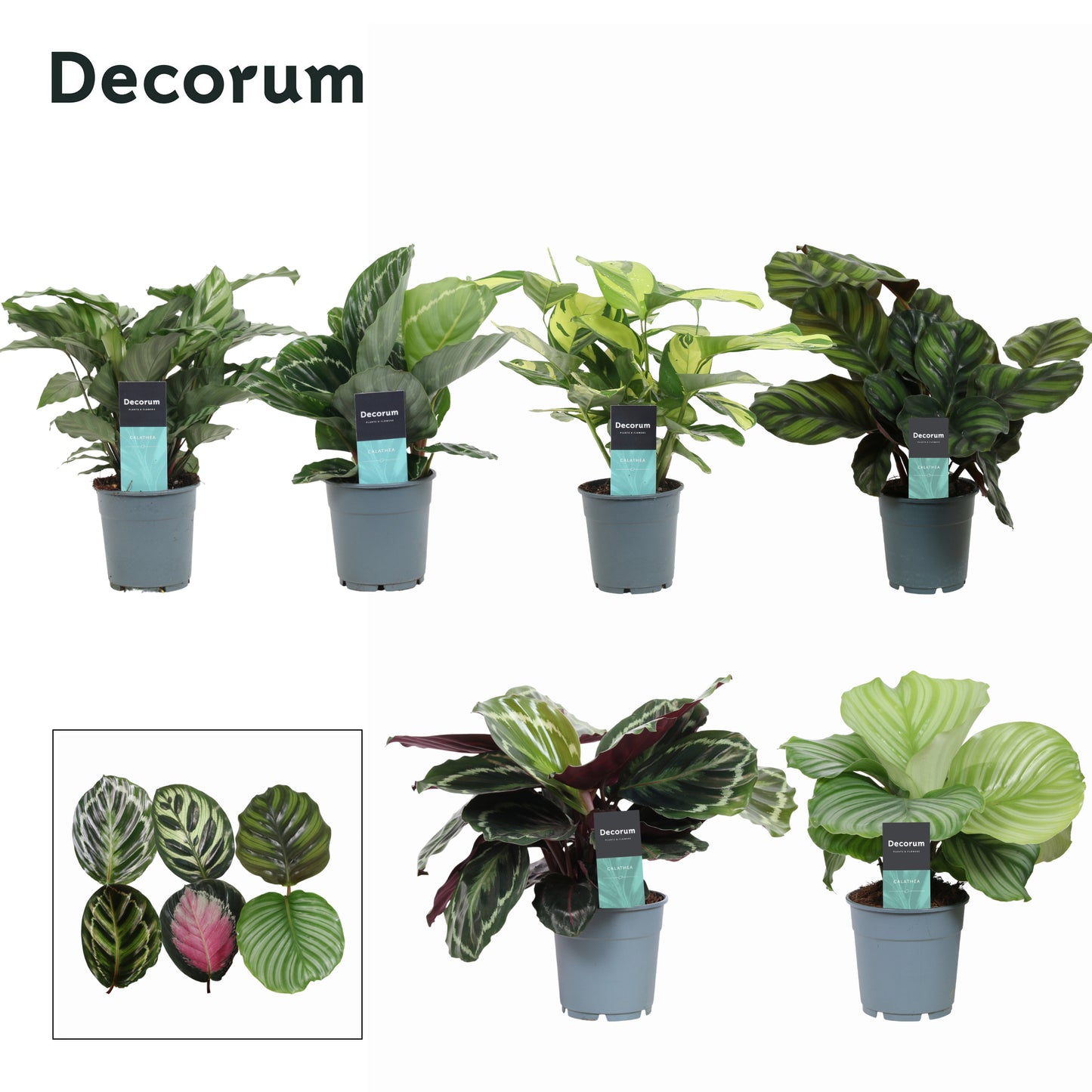Calathea mix 30cm 12cm Pot