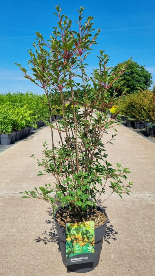 Enkianthus campanulatus 85cm 27cm Pot