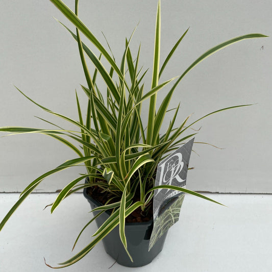 Carex morrowii Vanilla Ice 30cm 17cm Pot