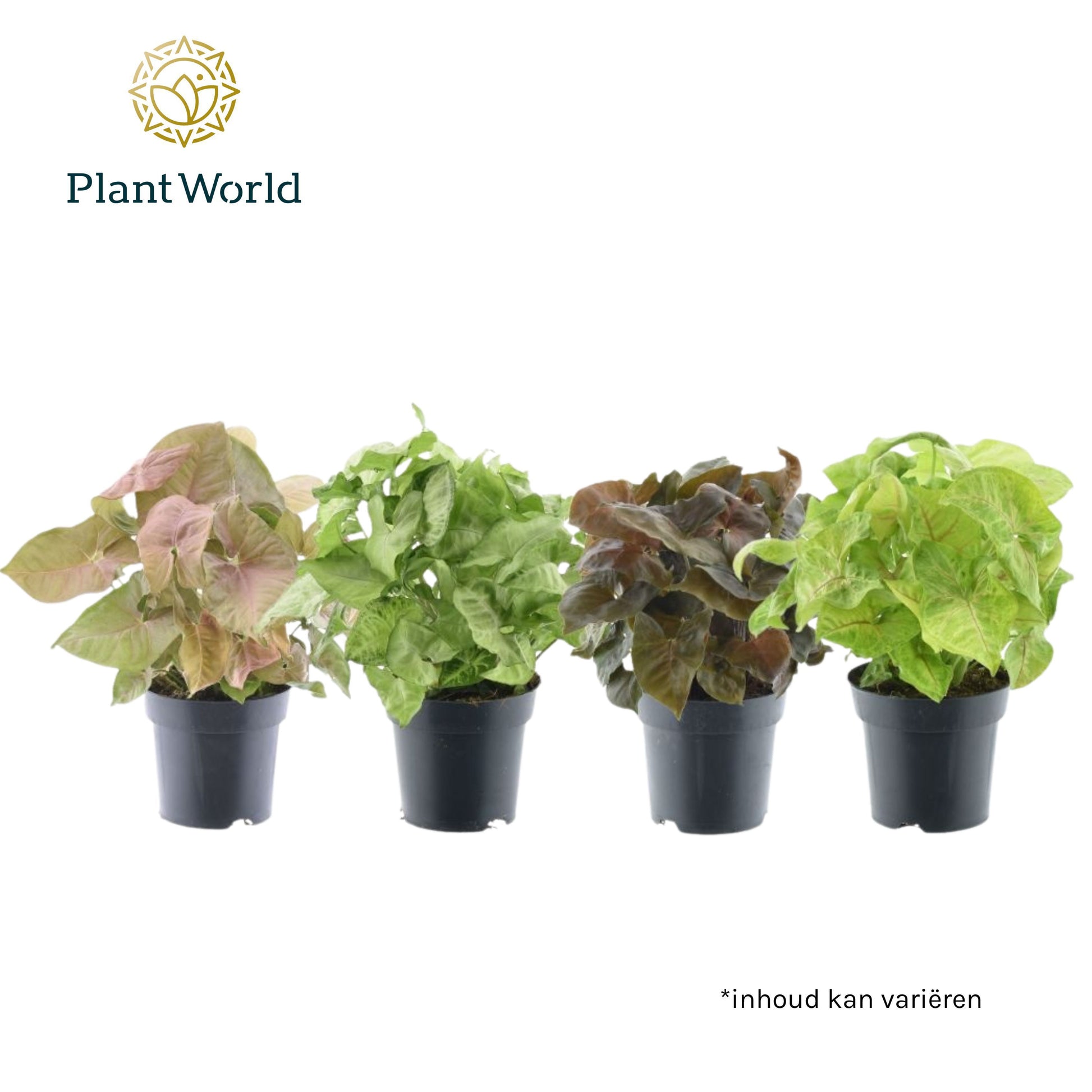 Syngonium mix 30cm 14cm Pot