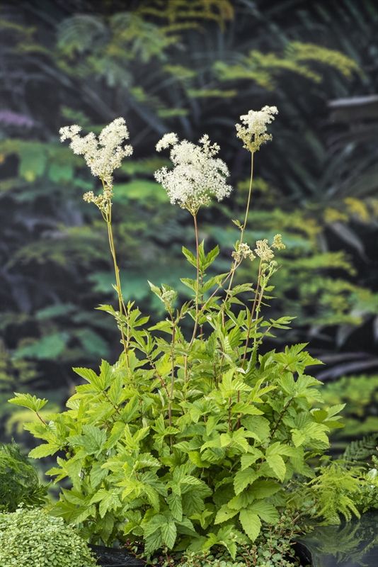 Filipendula ulmaria 20cm 9cm Pot