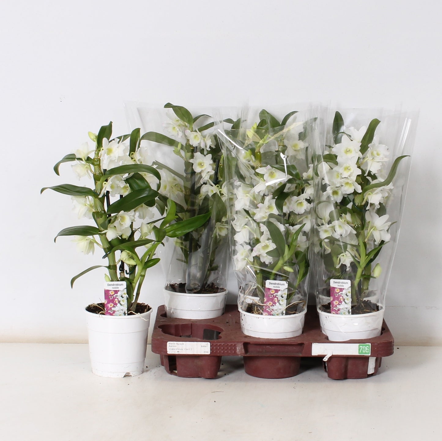 Dendrobium Apollon 45cm 12cm Pot
