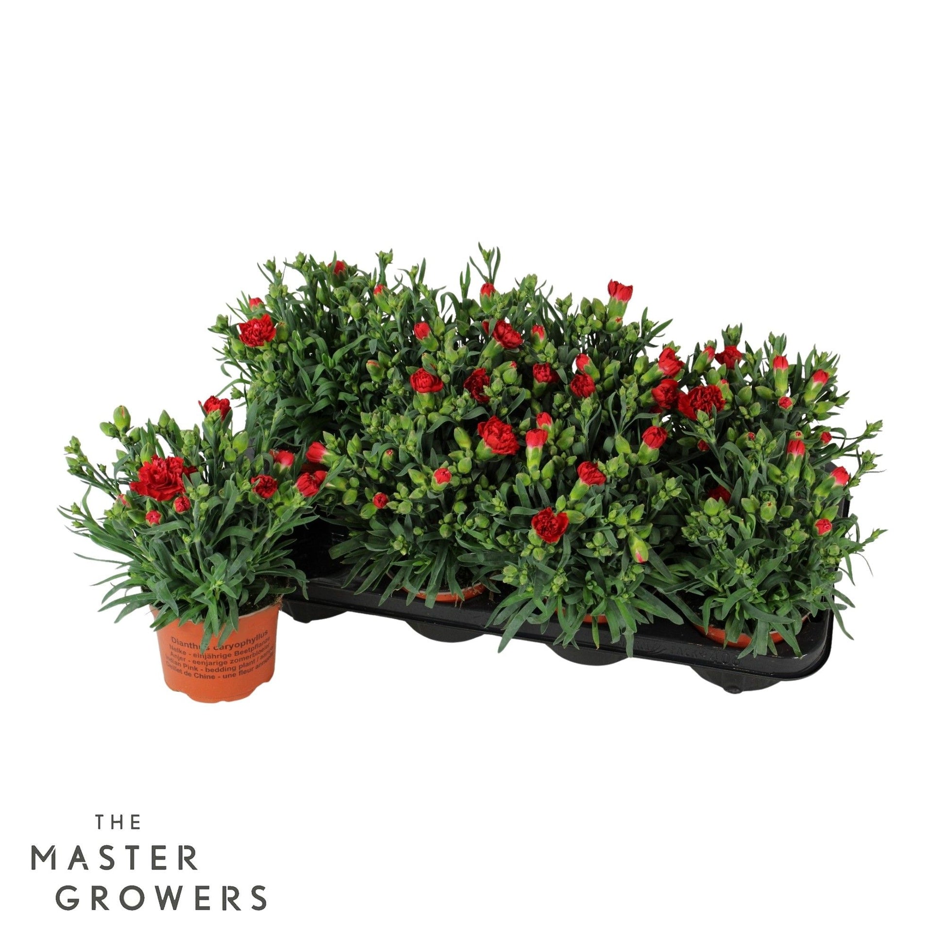 Dianthus Colores Amor 25cm 12cm Pot