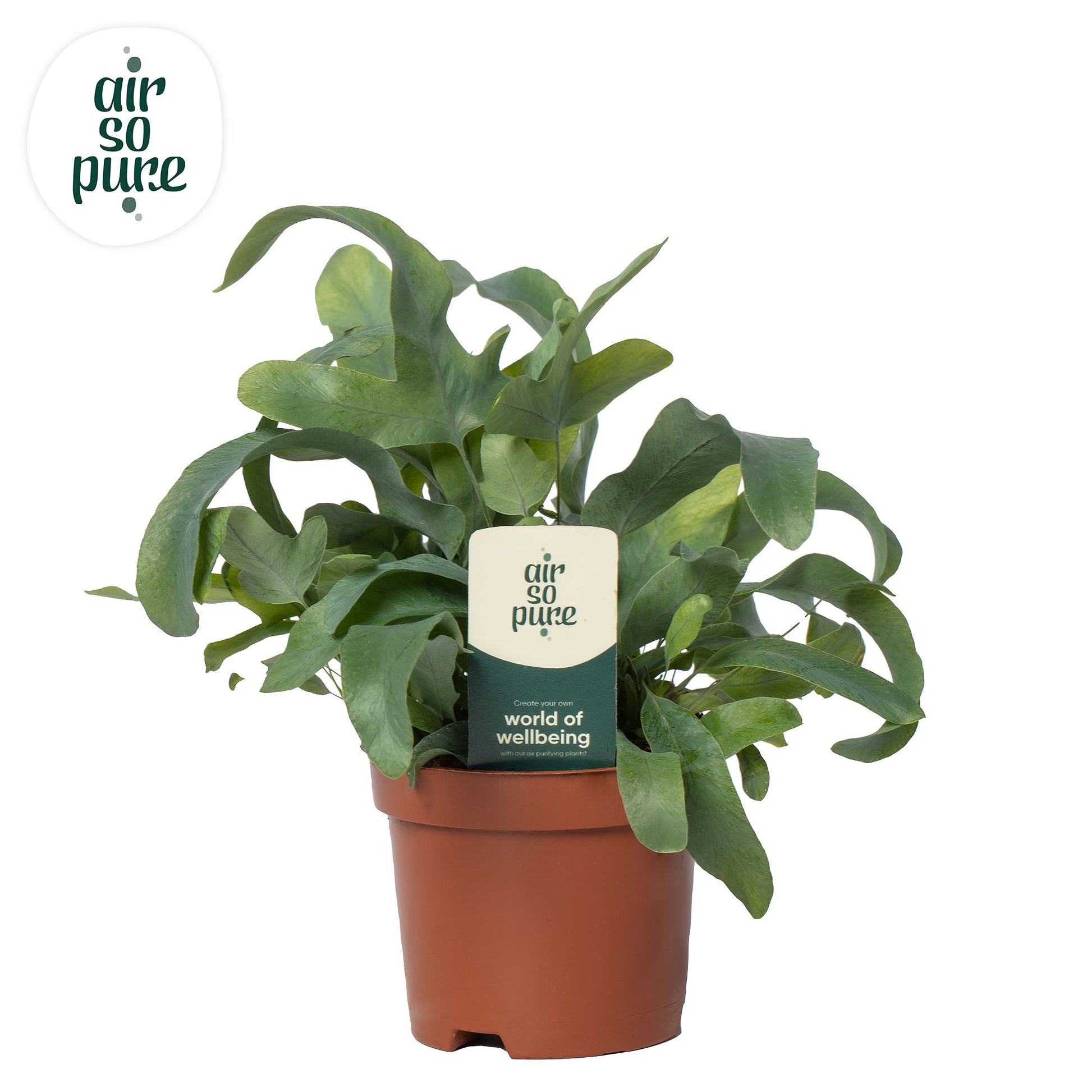 Phlebodium Blue Star 15cm 9cm Pot