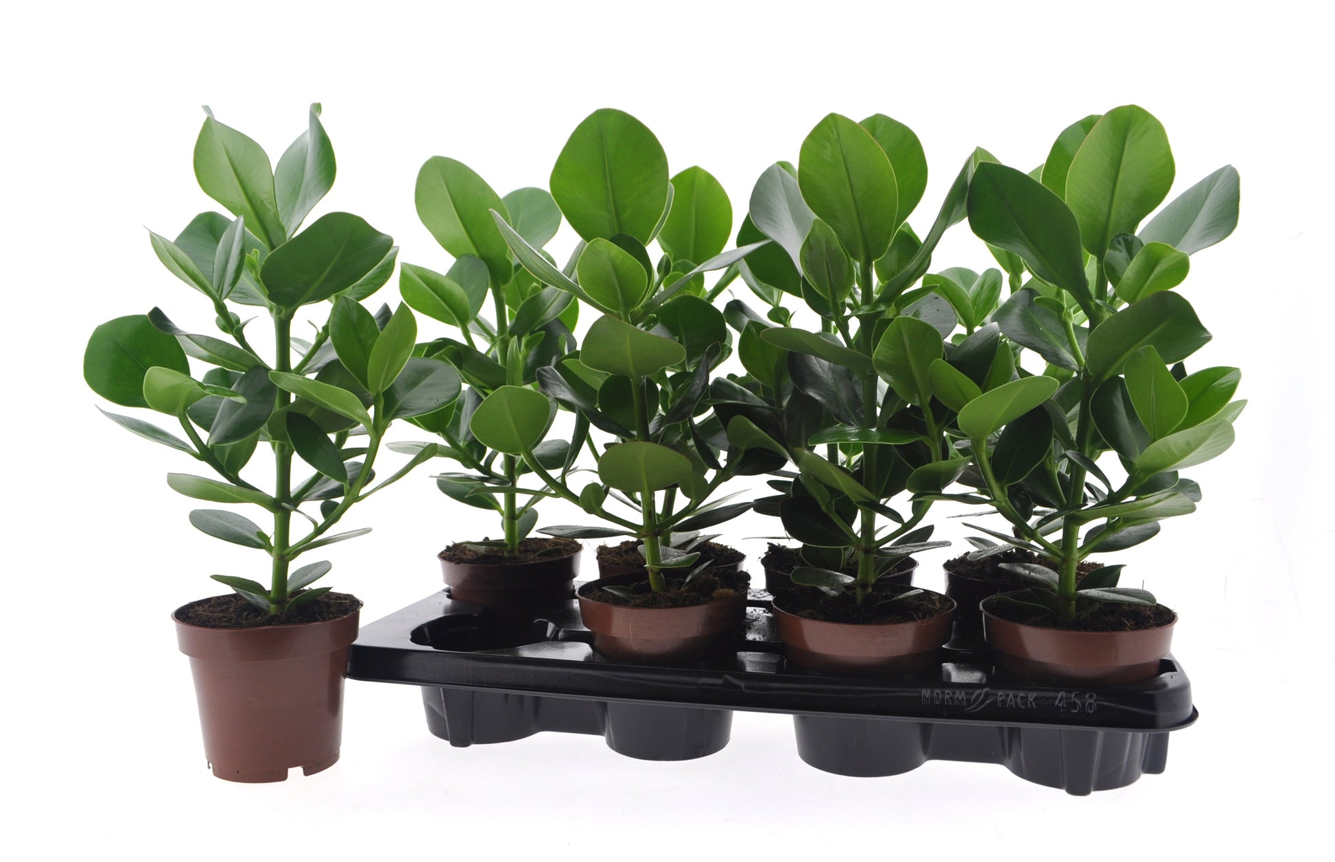 Clusia Princess 40cm 12cm Pot