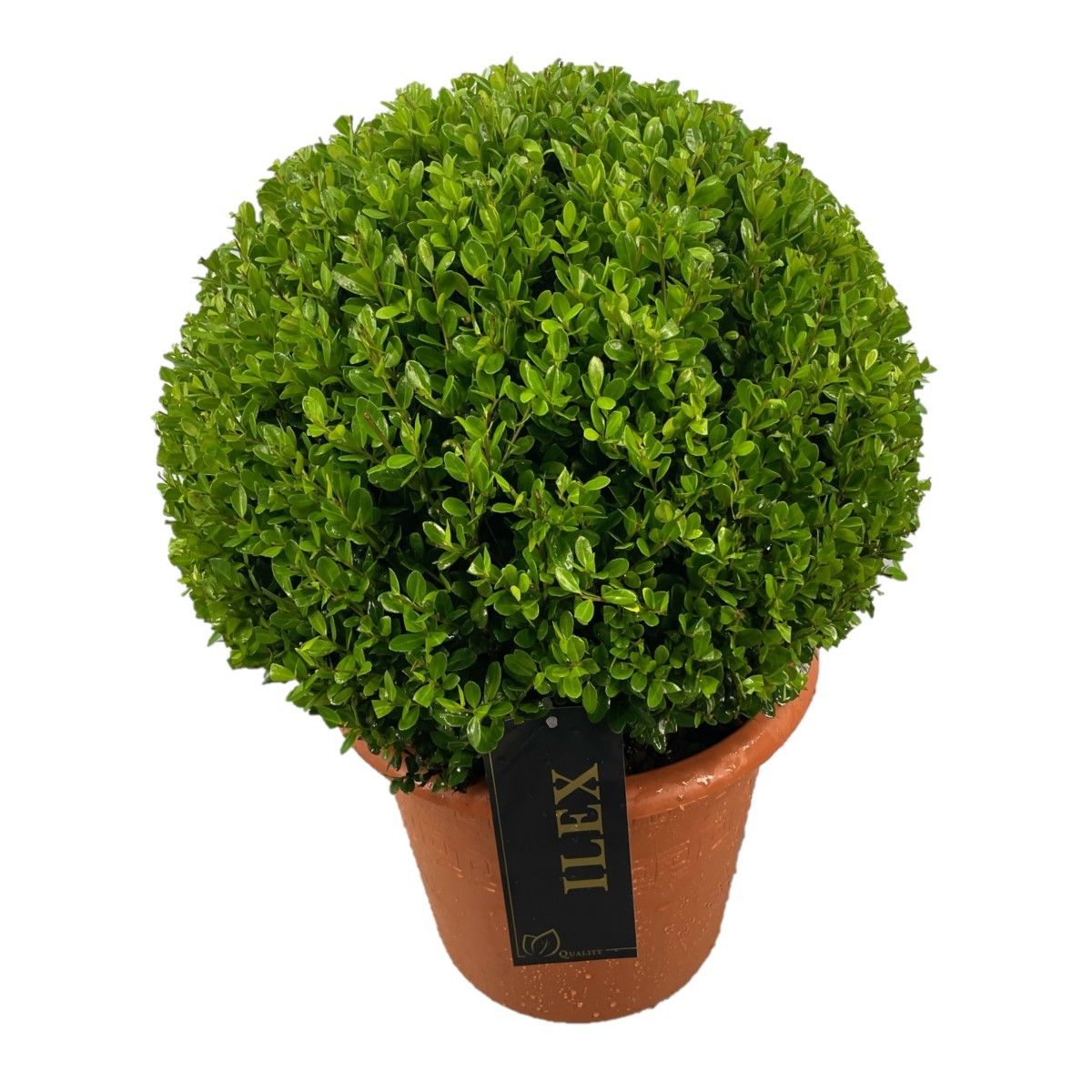 Ilex crenata Caroline Upright 50cm 26cm Pot