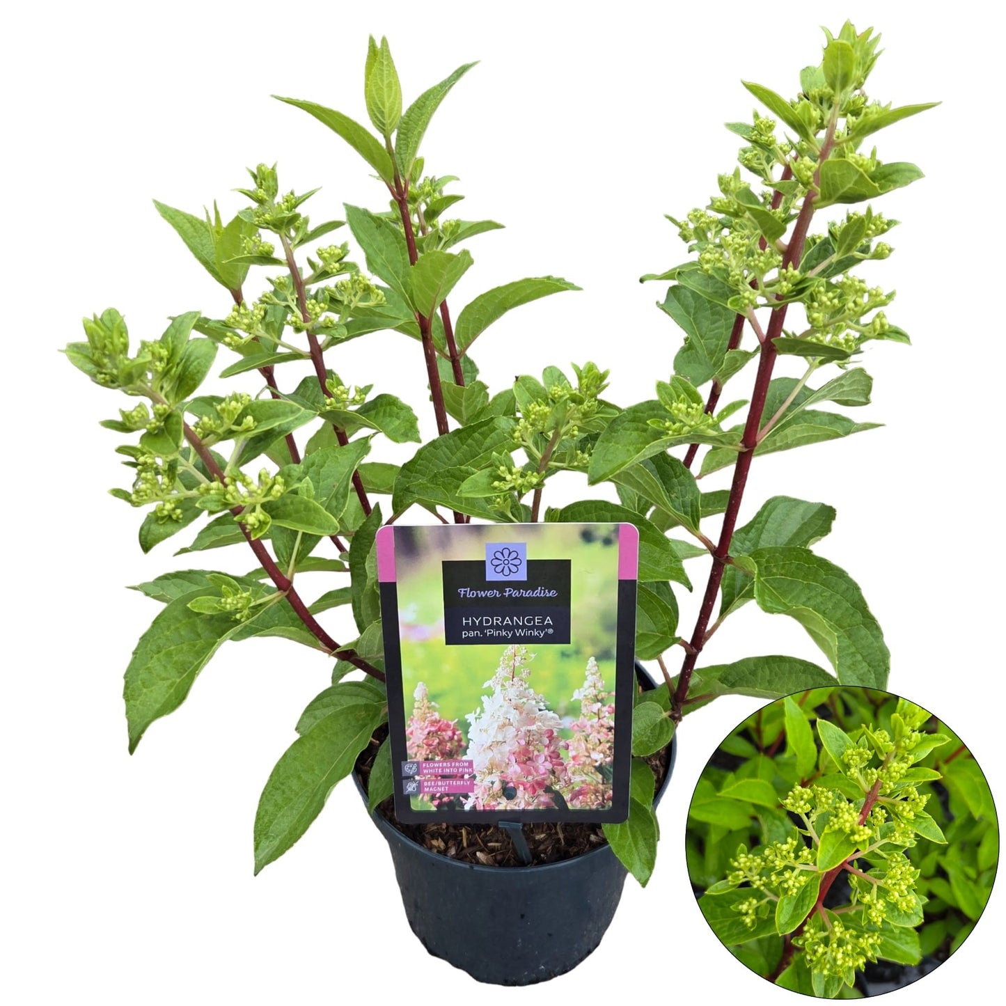 Hydrangea pan. Pinky Winky 40cm 19cm Pot