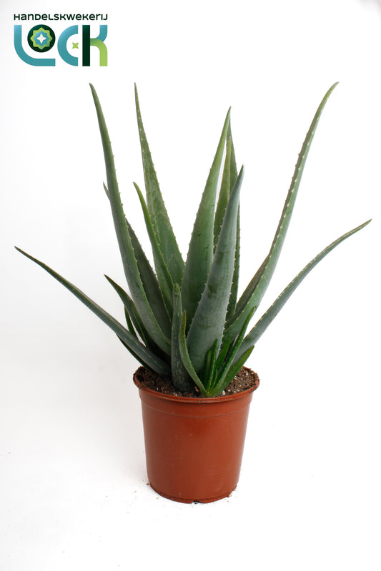 Aloe vera 70cm 24cm Pot