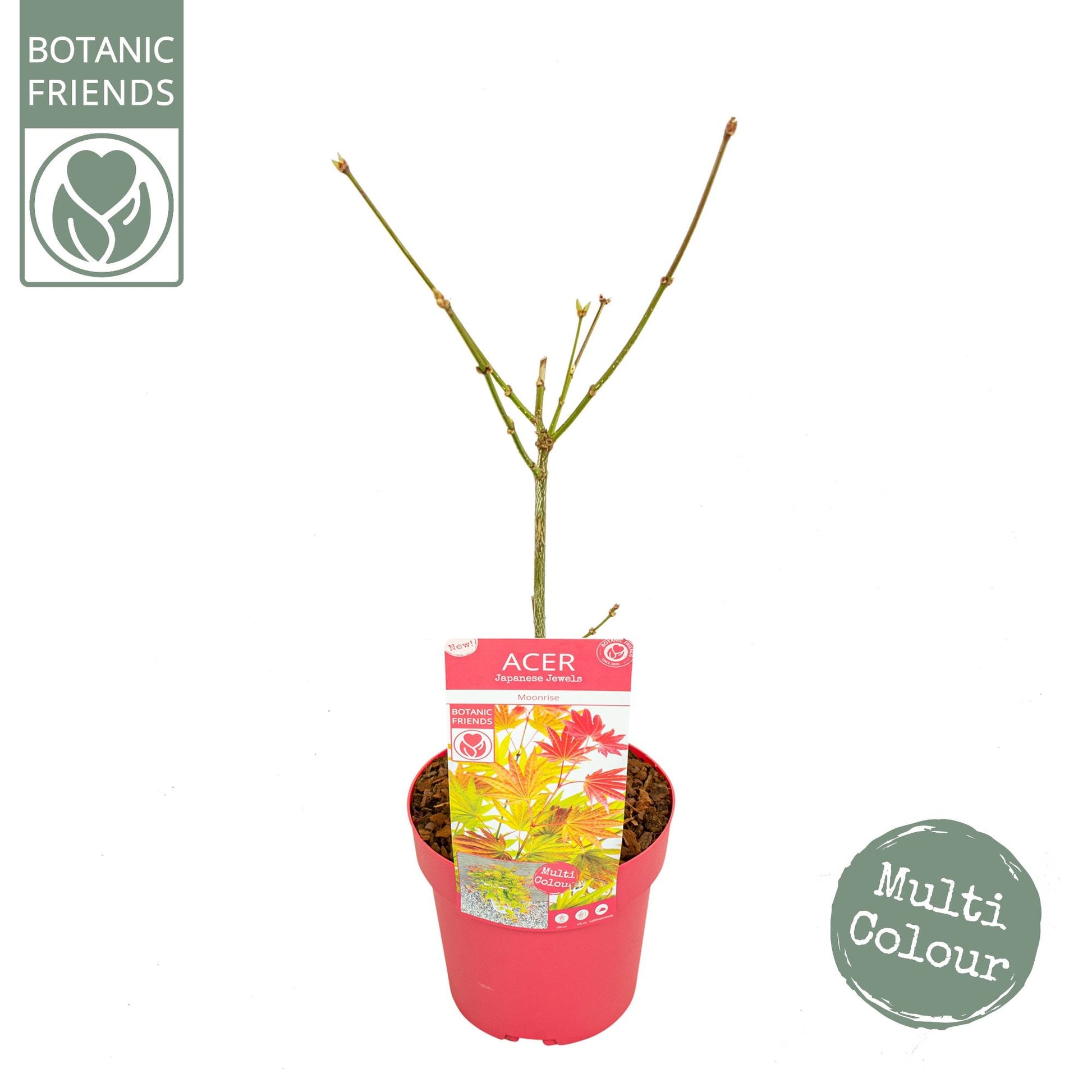 Acer Moonrise 55cm 19cm Pot