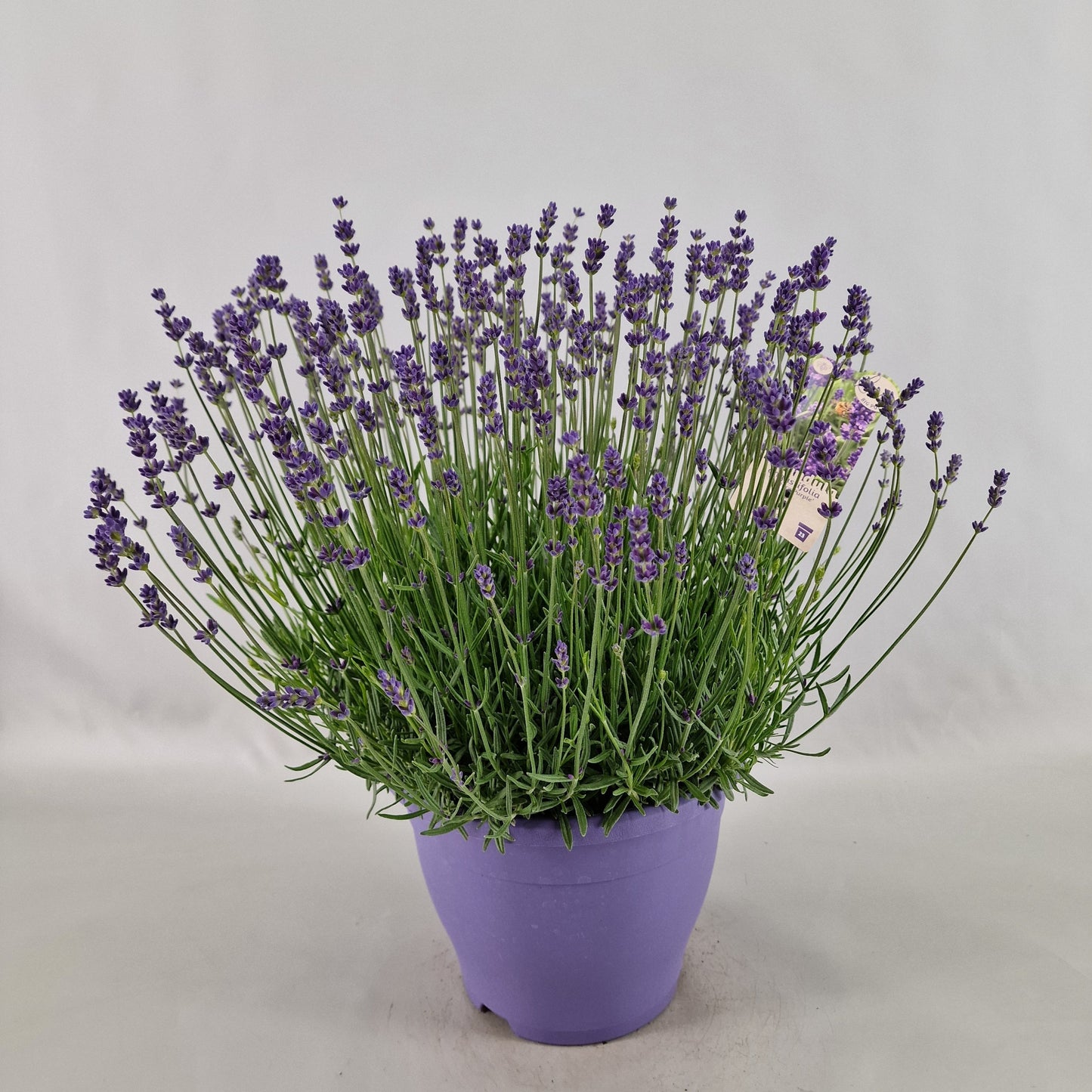Lavender Essence Purple 40cm 23cm Pot