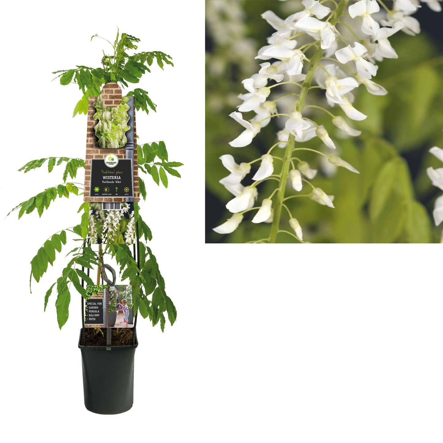 Wisteria flor. Alba 115cm 23cm Pot