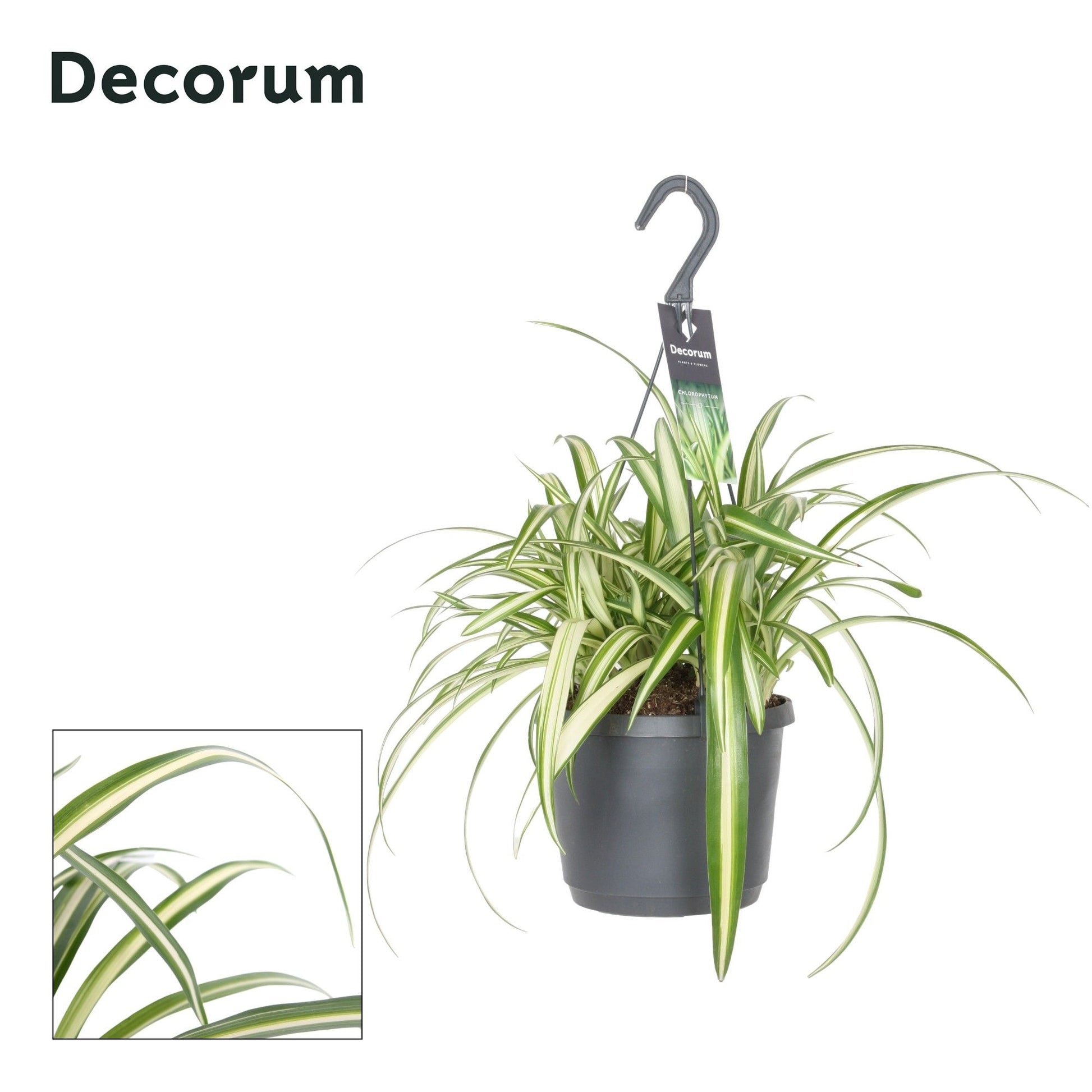 Chlorophytum Variegated 35cm 17cm Pot