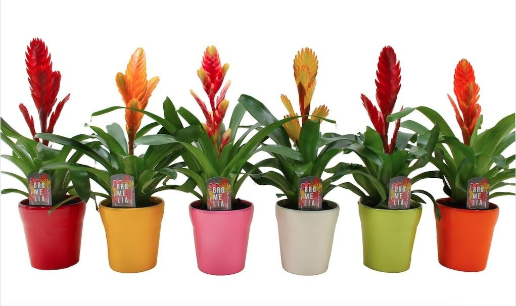 Vriesea mix (+ drp.ceramic) 45cm 13cm Pot