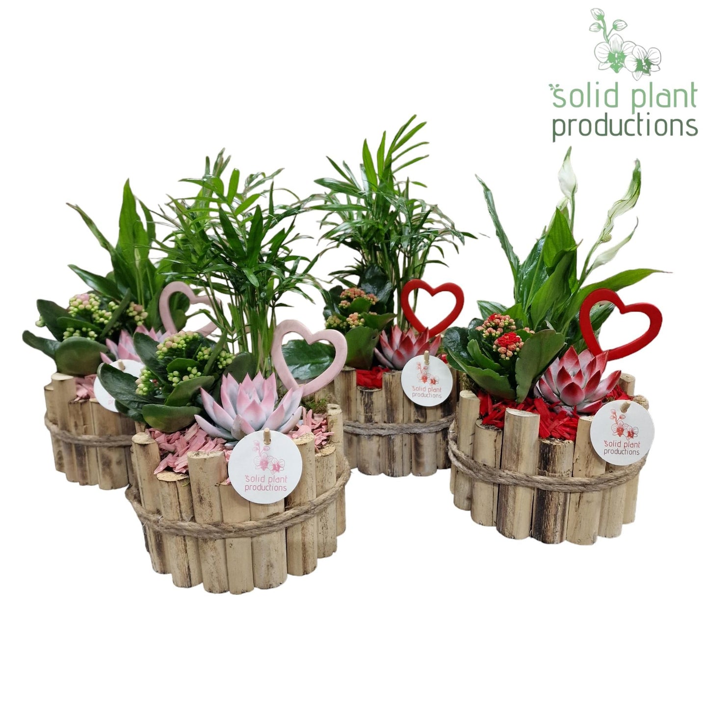 arr. Kamerplanten HVSC001RP 35cm 17cm Pot