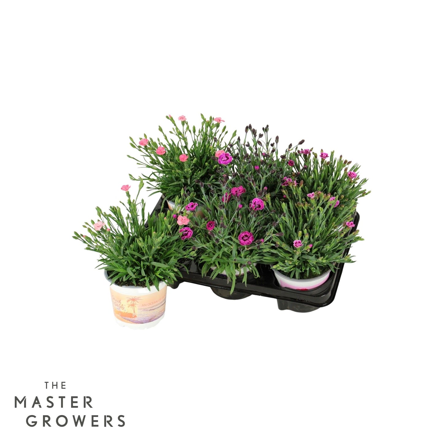 Dianthus Diantica mix 25cm 12cm Pot