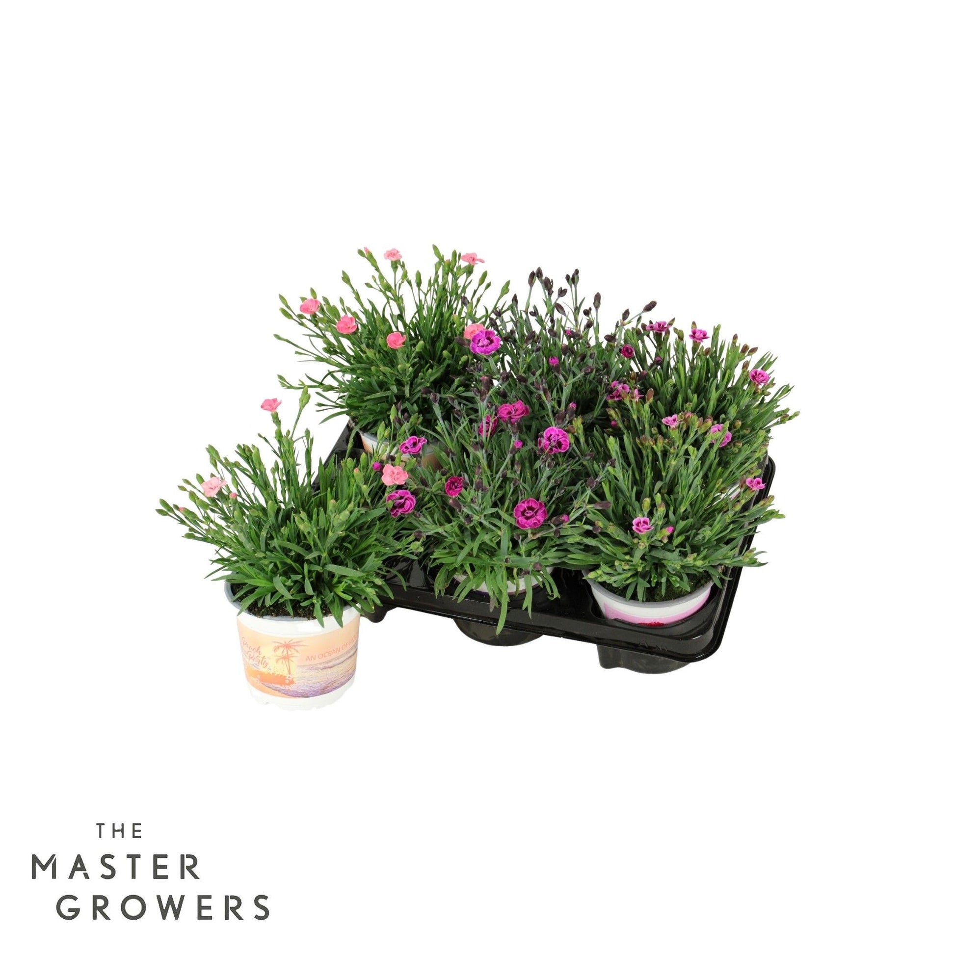 Dianthus Diantica mix 25cm 12cm Pot