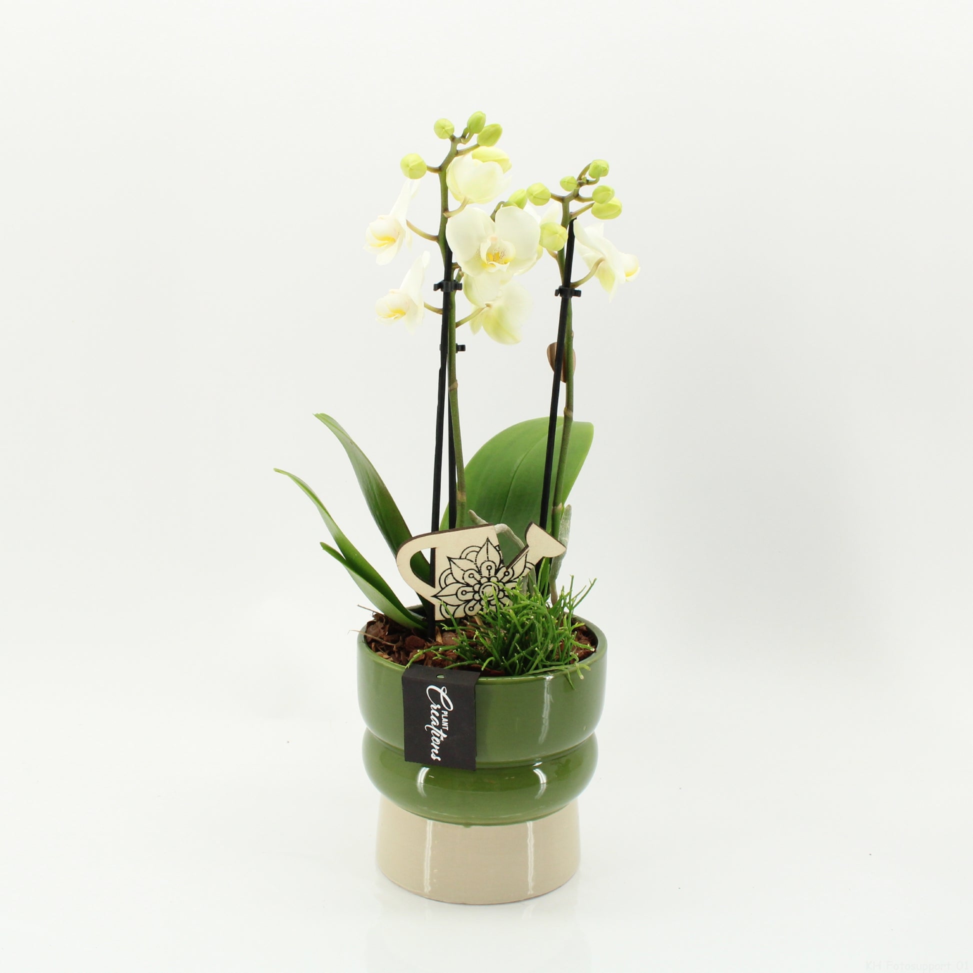 arr. Phalaenopsis PHAL-2619W 45cm 14cm Pot