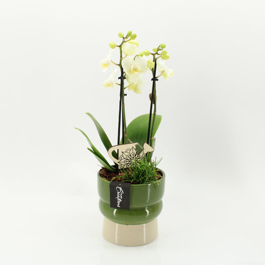 arr. Phalaenopsis PHAL-2619W 45cm 14cm Pot