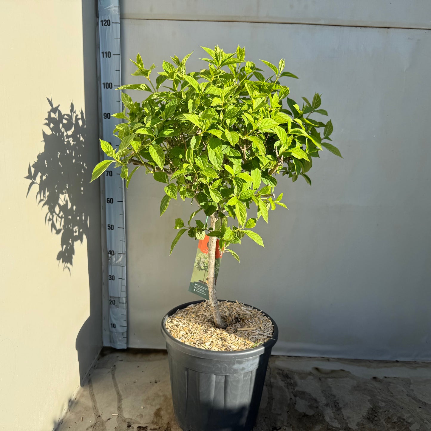 Hydrangea paniculata 110cm 35cm Pot
