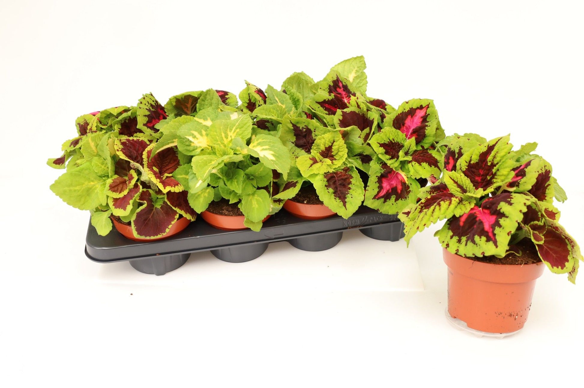 Coleus Kong mix 17cm 13cm Pot