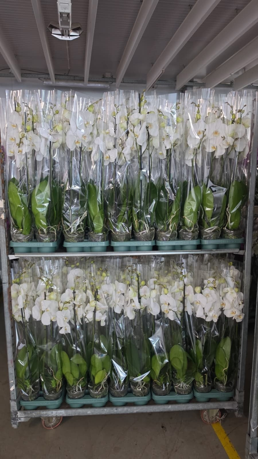 Phalaenopsis Ural 80cm 12cm Pot
