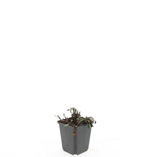 Aster dum. Prof. Anton Kippenberg 5cm 9cm Pot