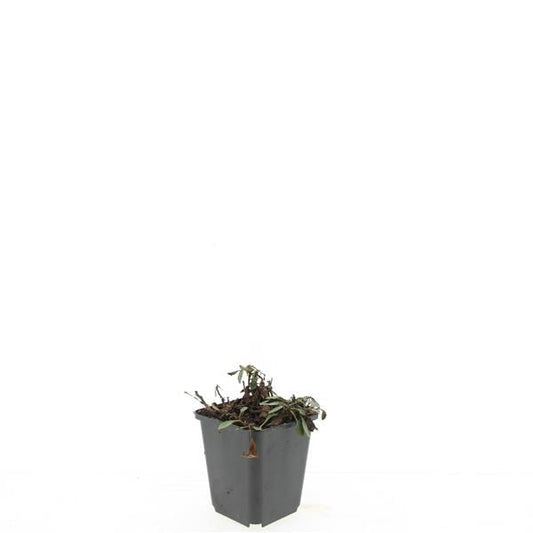 Aster dum. Prof. Anton Kippenberg 5cm 9cm Pot