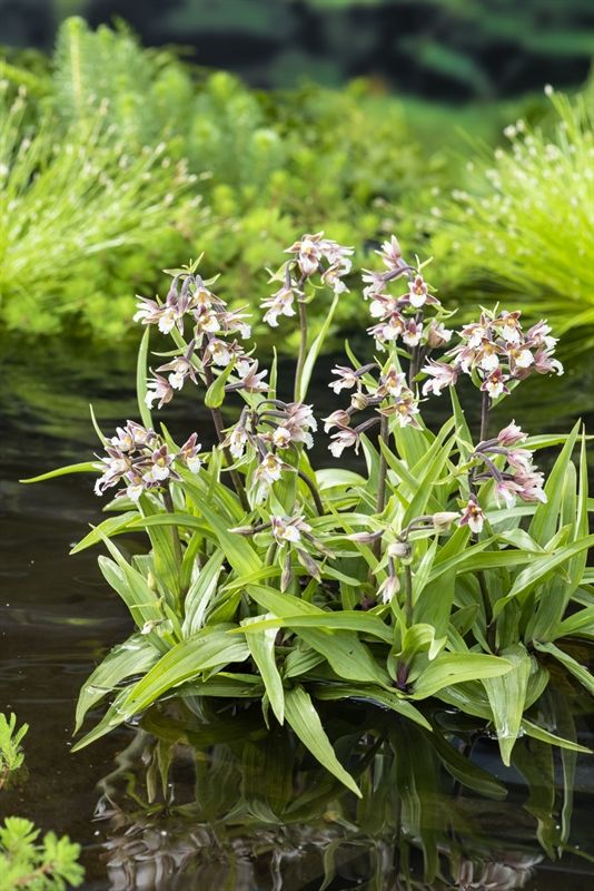 Epipactis palustris 20cm 9cm Pot