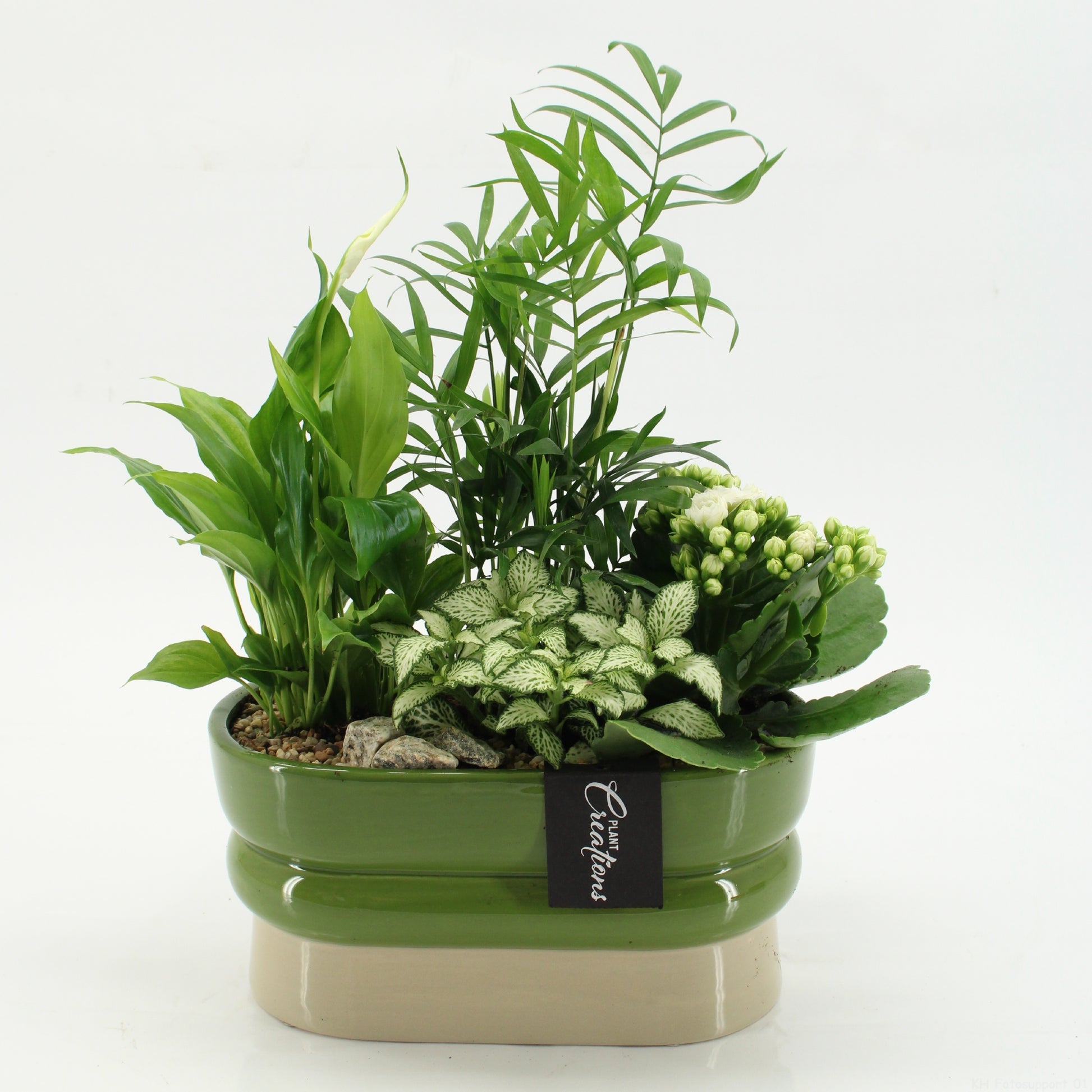 arr. Kamerplanten ESCR-2620W 40cm 23cm Pot