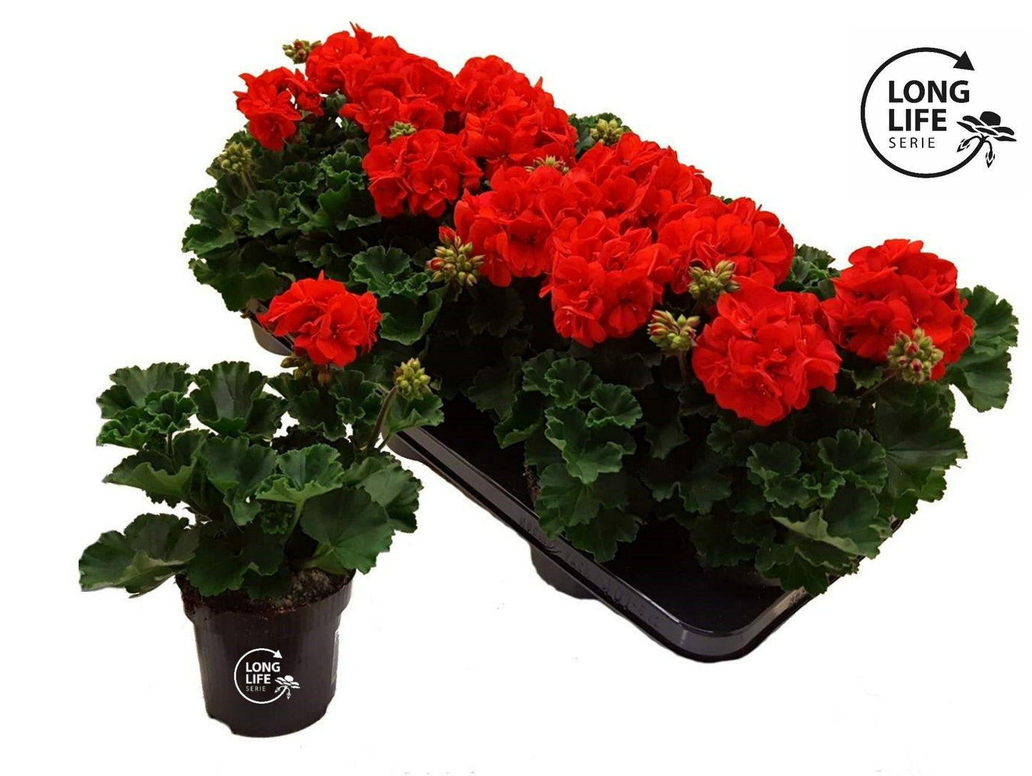 Pelargonium zon. dark red 25cm 510cm Pot