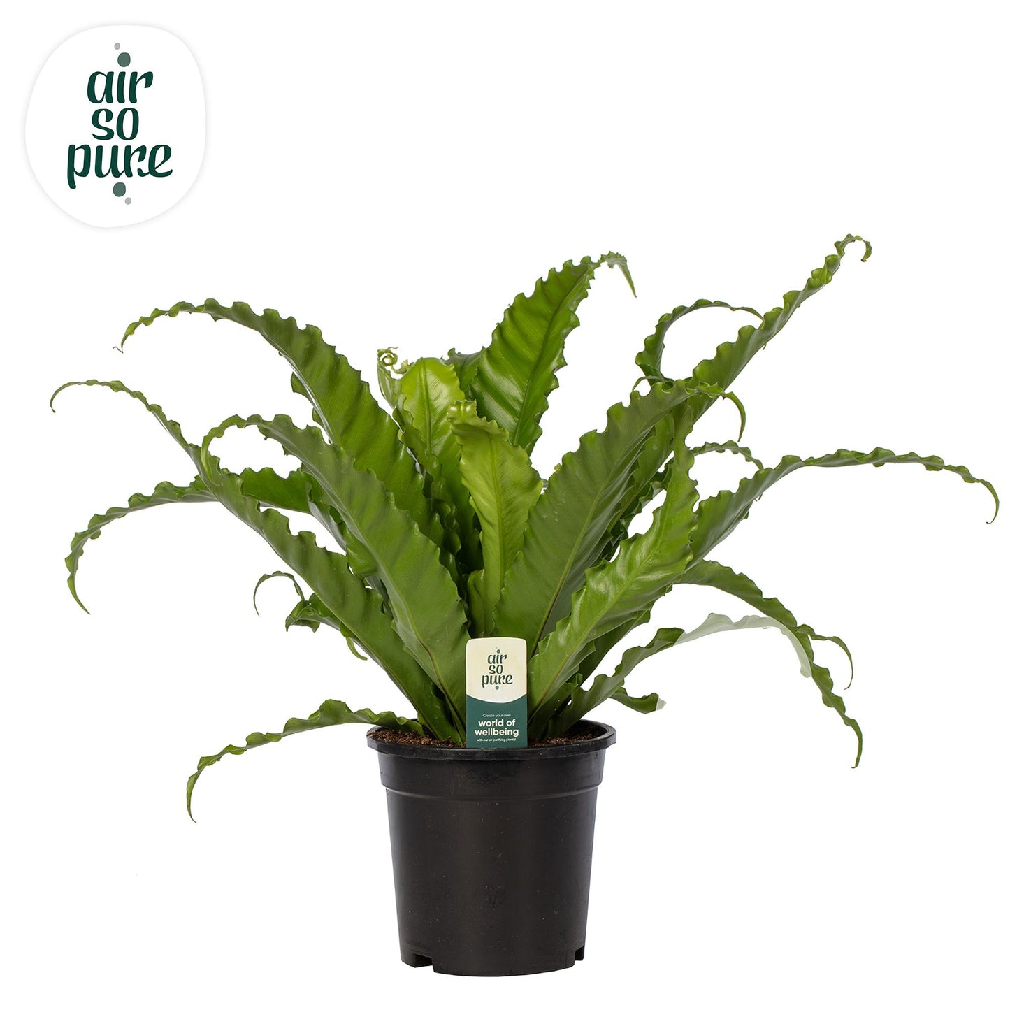 Asplenium Osaka 40cm 17cm Pot