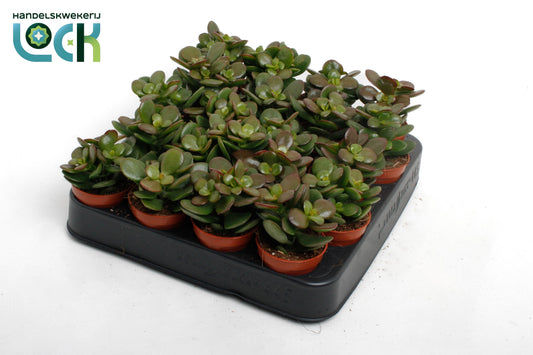 Crassula Minor 10cm 5.5cm Pot