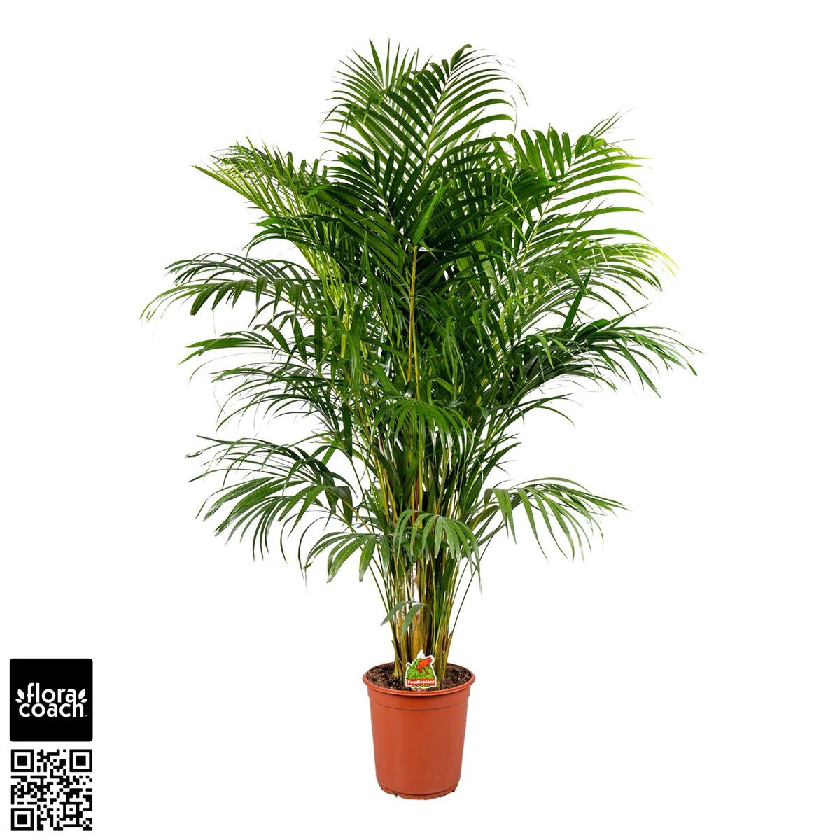 Dypsis lutescens 140cm 24cm Pot