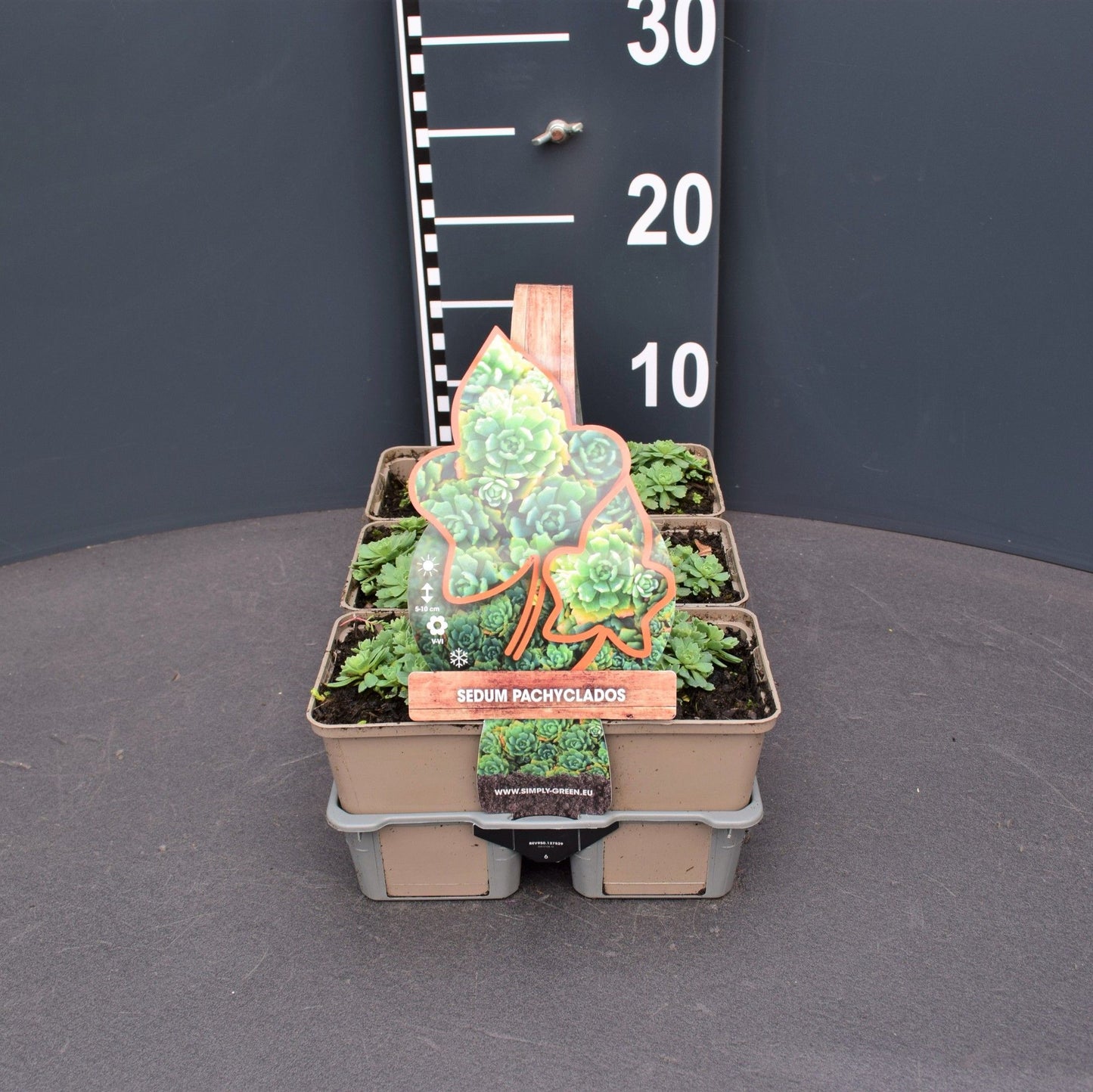 Sedum pachyclados 6 pack 10cm 9cm Pot