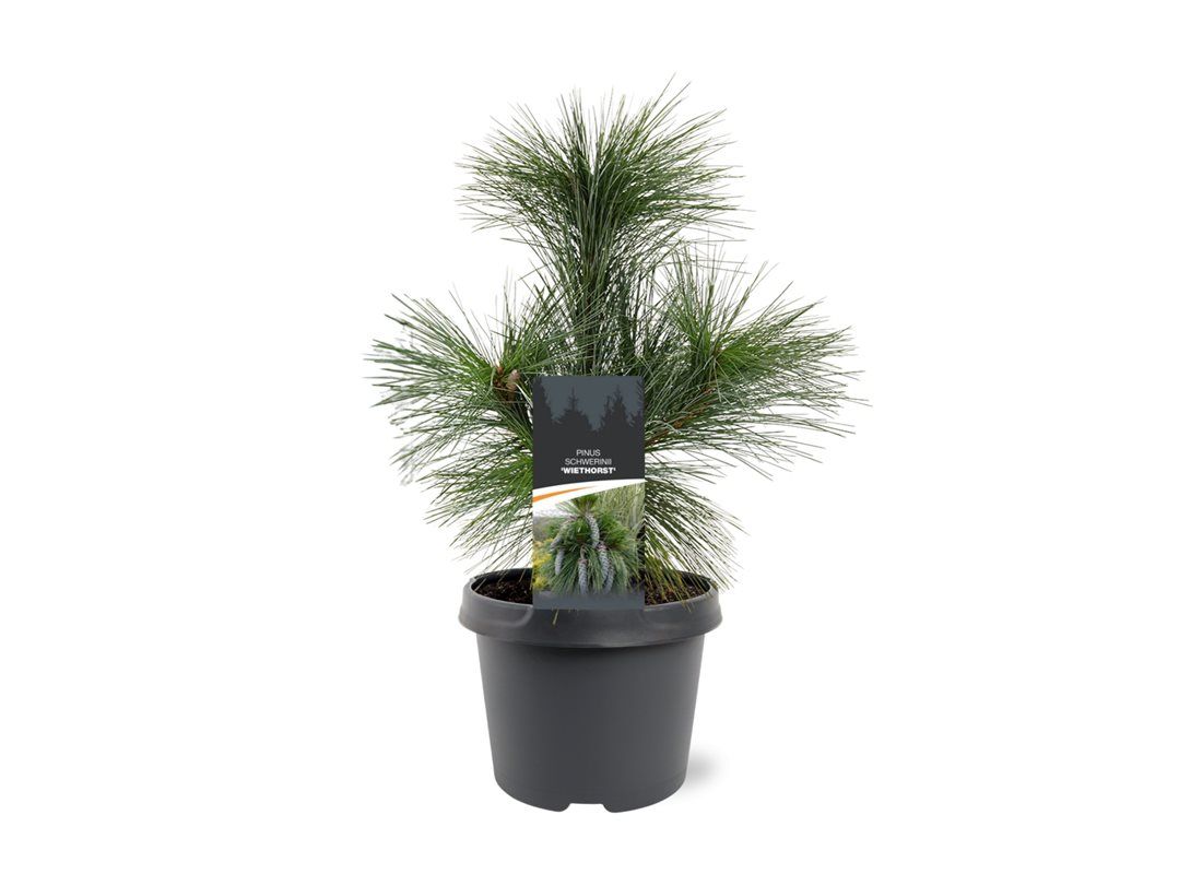 Pinus schwerinii Wiethorst 35cm 19cm Pot