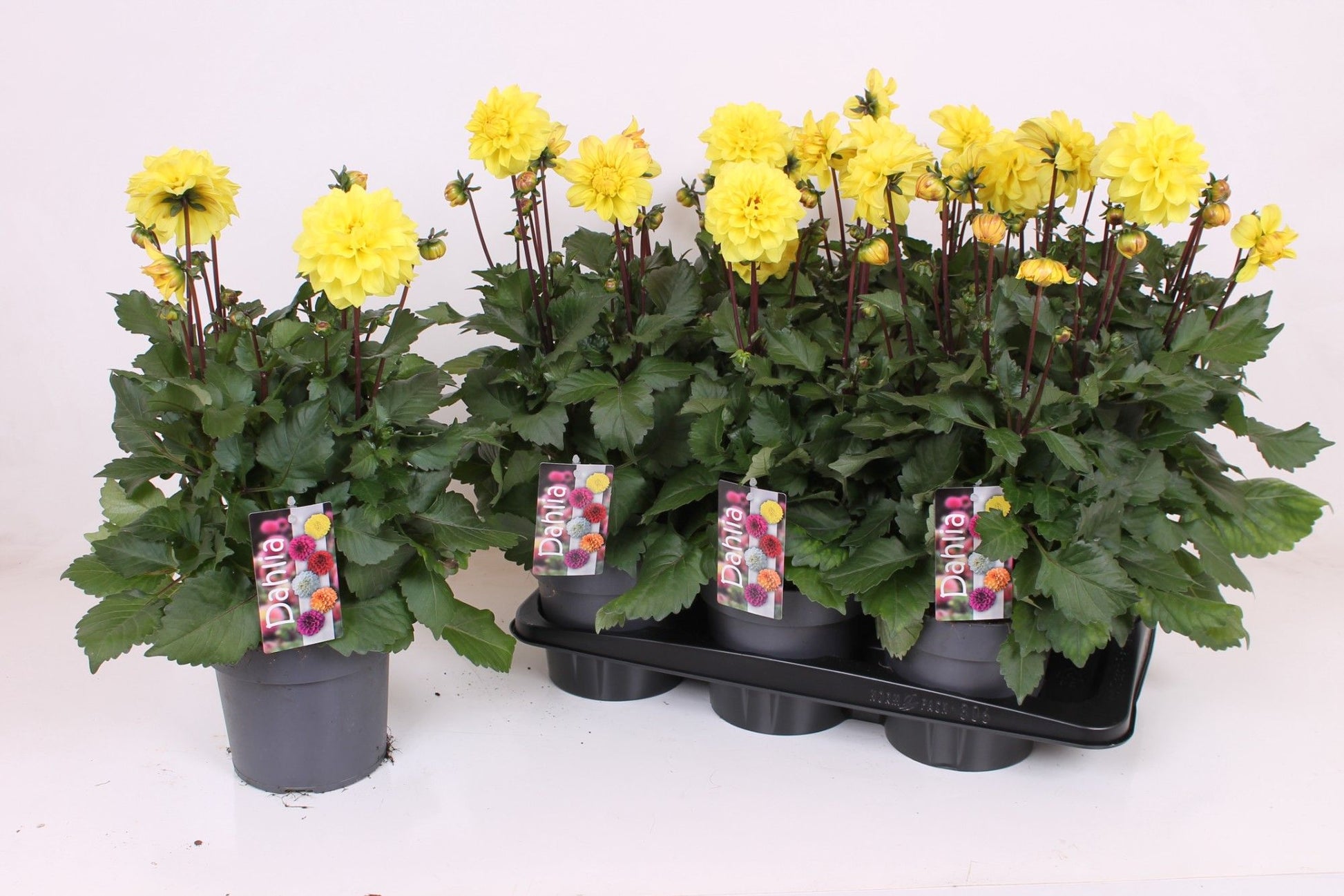 Dahlia Labella Grande Yellow 40cm 17cm Pot