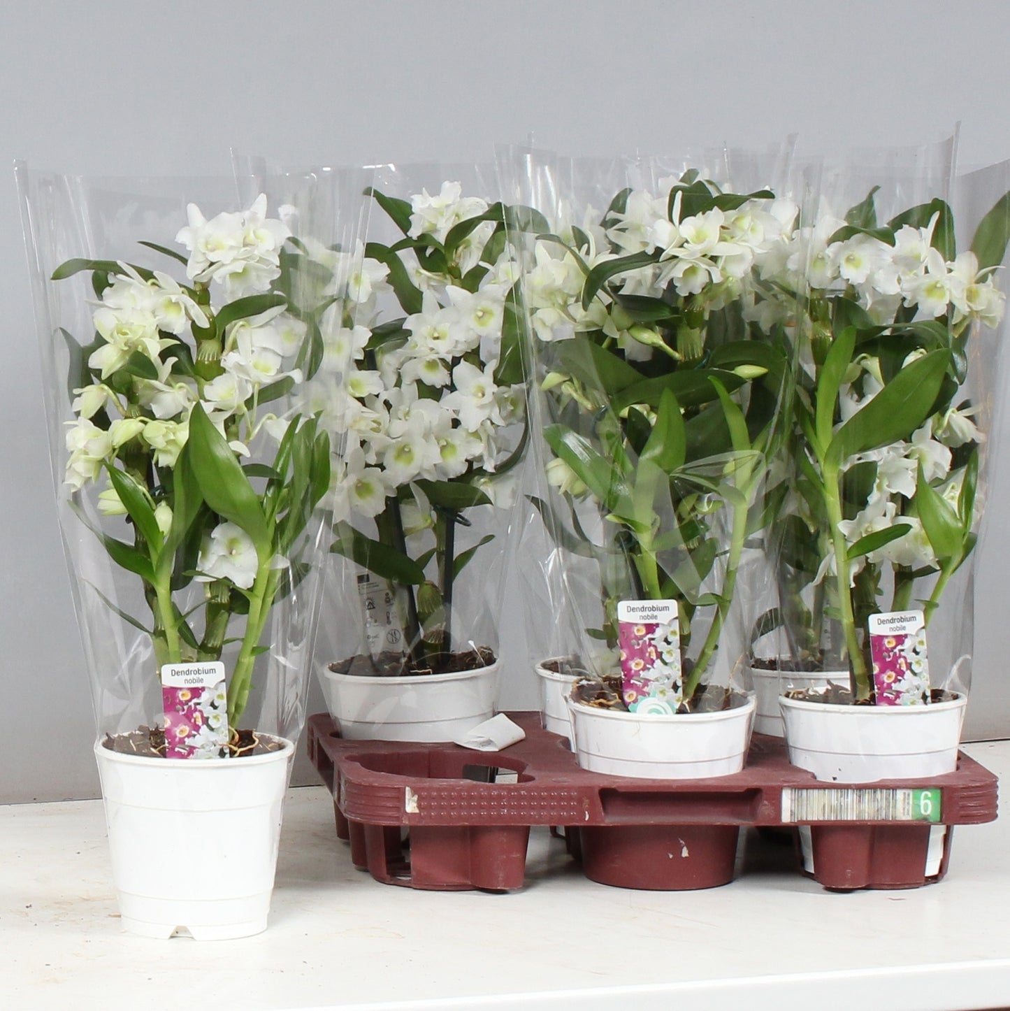 Hoog Orchideeen, VOF de Dendrobium Apollon Pack of 6
