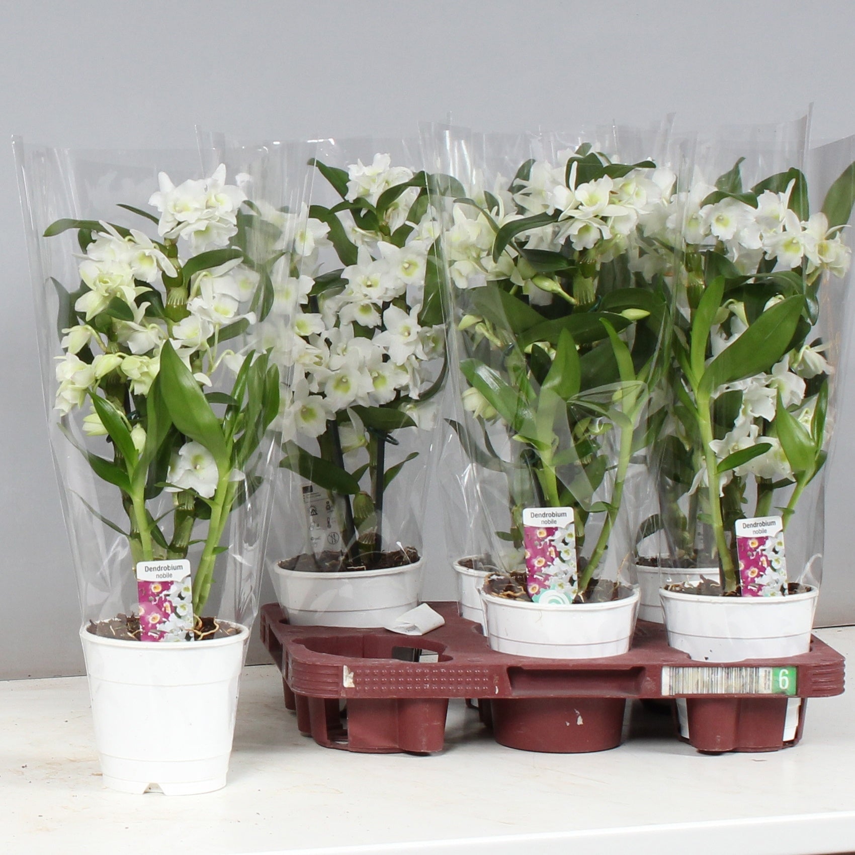 Hoog Orchideeen, VOF de Dendrobium Apollon Pack of 6
