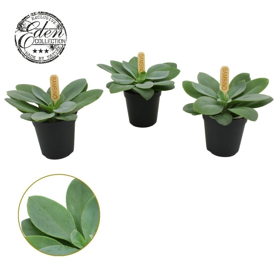 Senecio cephalophorus 10cm 505cm Pot