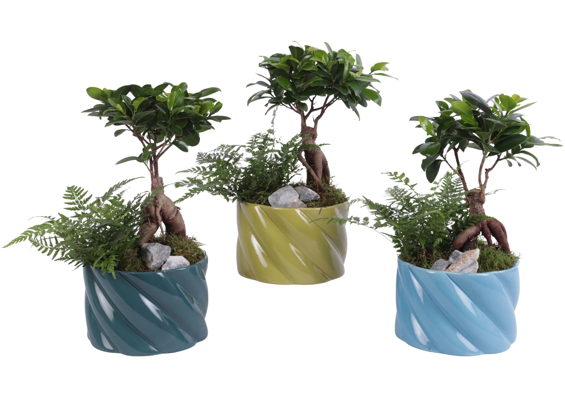 arr. Kamerplanten YR617F0674 35cm 17cm Pot