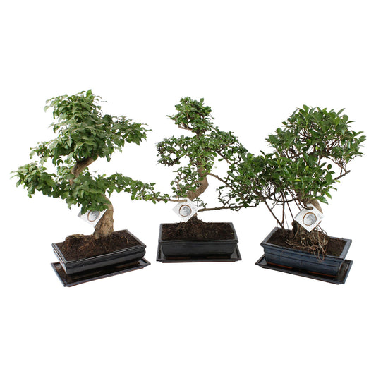 Bonsai mix Ceramic + Saucer 40cm 30cm Pot