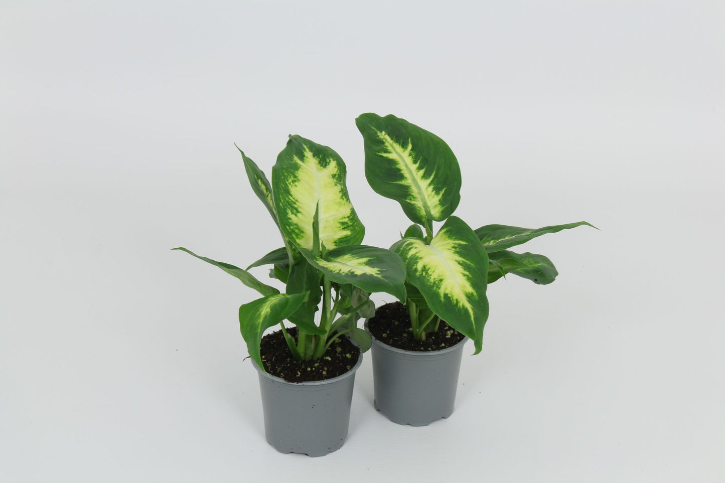 Dieffenbachia Camilla 28cm Special Pot (508)