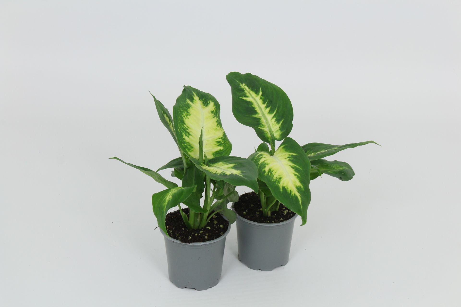 Dieffenbachia Camilla 28cm Special Pot (508)