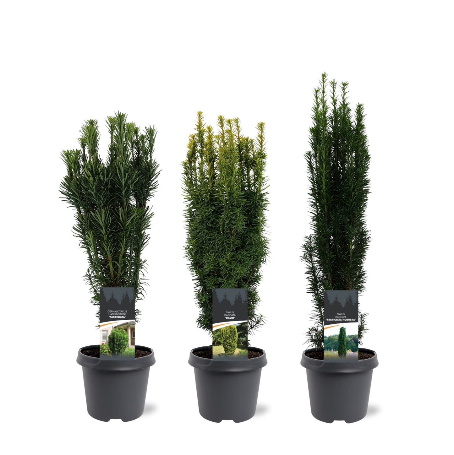 Taxus mix 50cm 23cm Pot