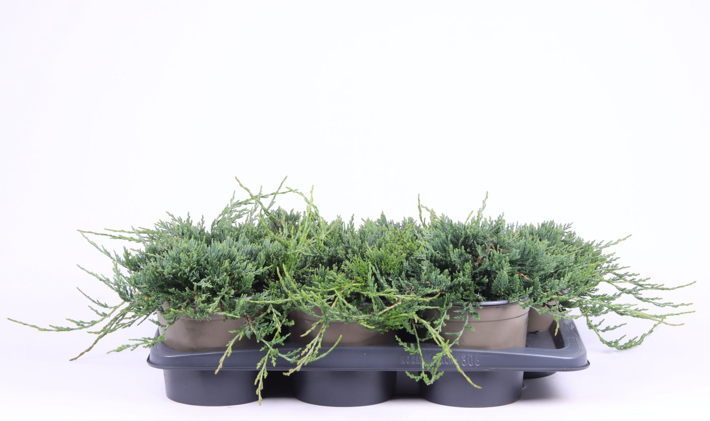 Juniperus hor. Wiltonii 30cm 17cm Pot