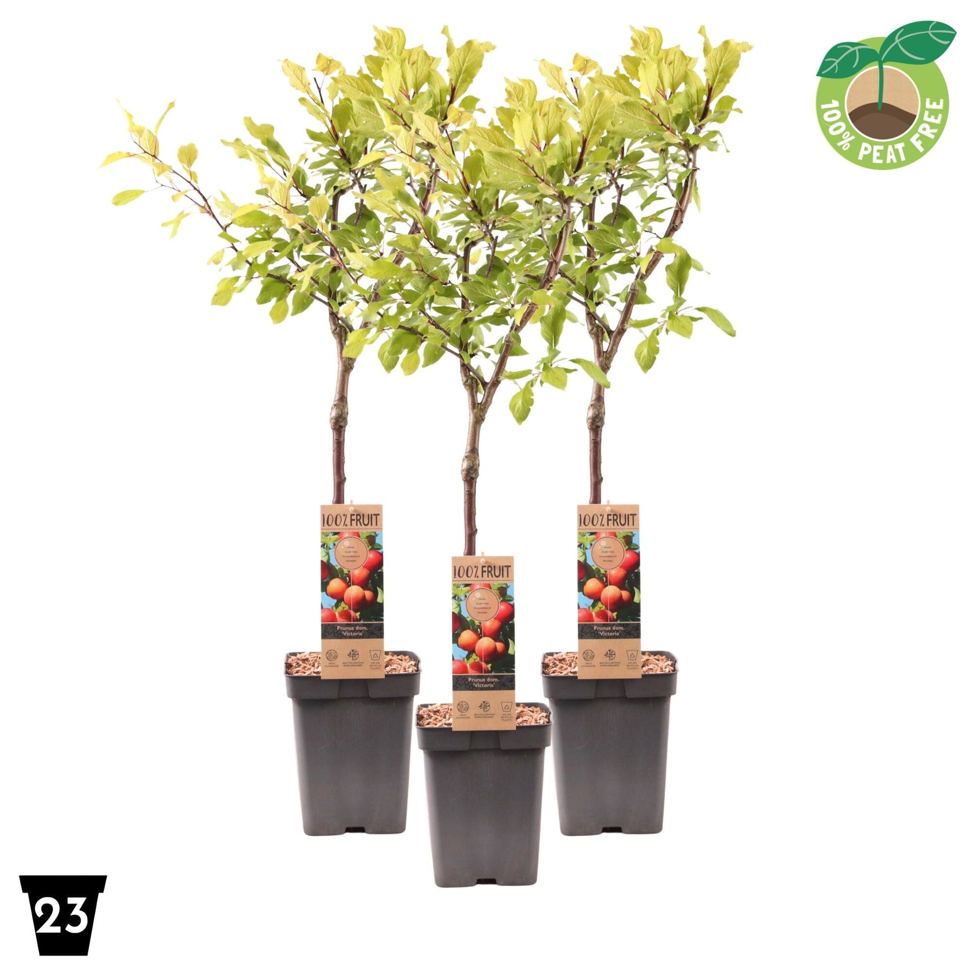 Prunus domestica Victoria 90cm 23cm Pot
