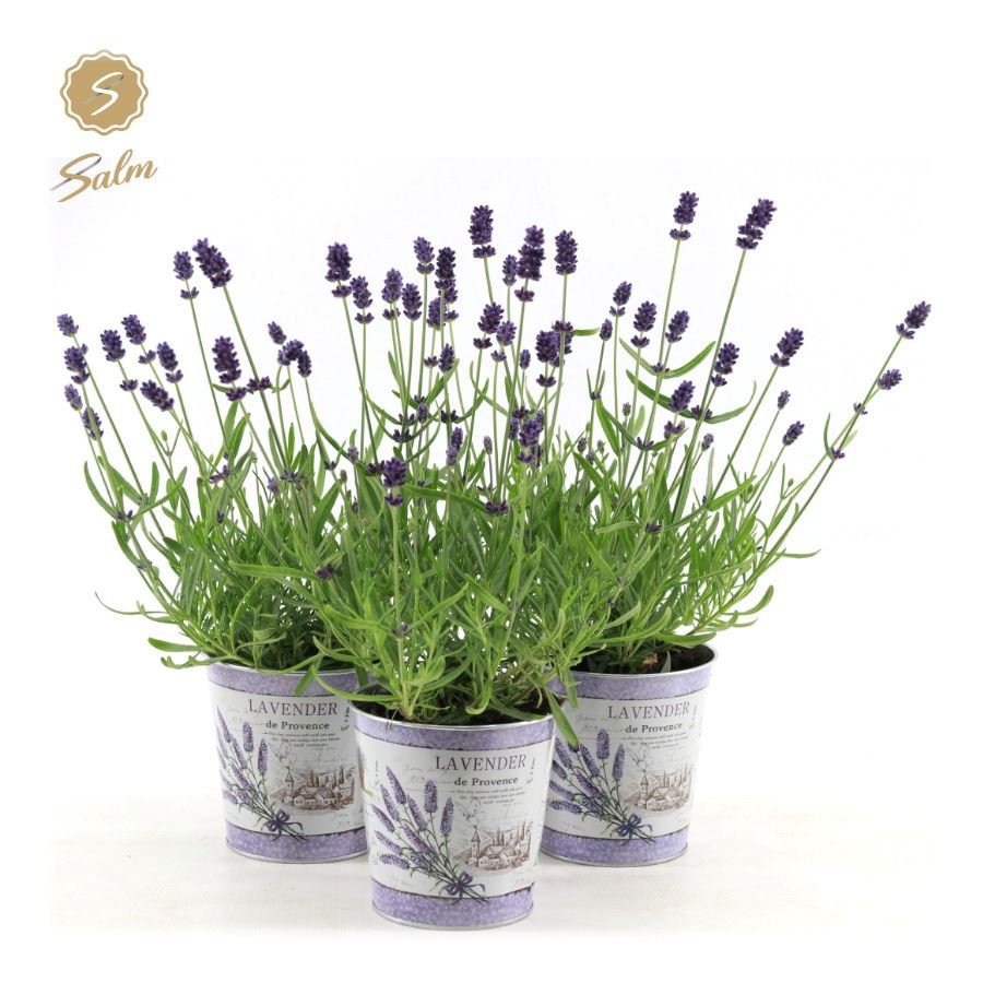 Lavandula Felice 25cm 12cm Pot